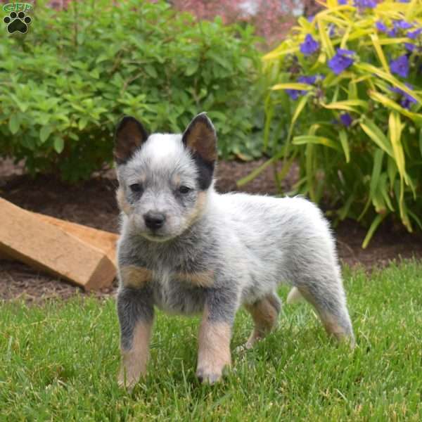Archer, Blue Heeler – Australian Cattle Dog Puppy