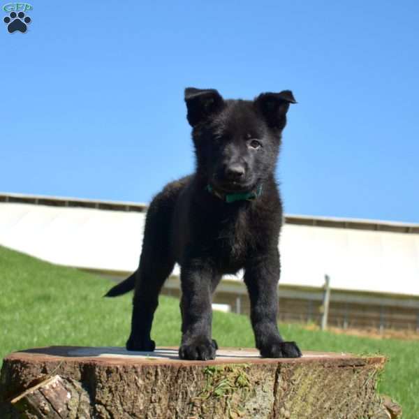 Archer, German Shepherd Puppy