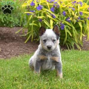 Archer, Blue Heeler – Australian Cattle Dog Puppy