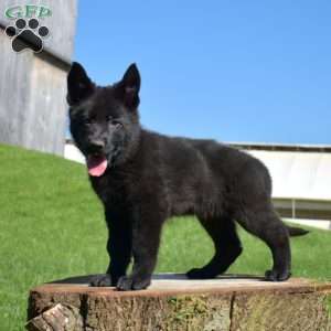 Archer, German Shepherd Puppy