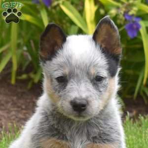 Archer, Blue Heeler – Australian Cattle Dog Puppy