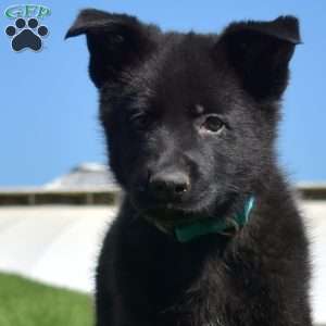 Archer, German Shepherd Puppy