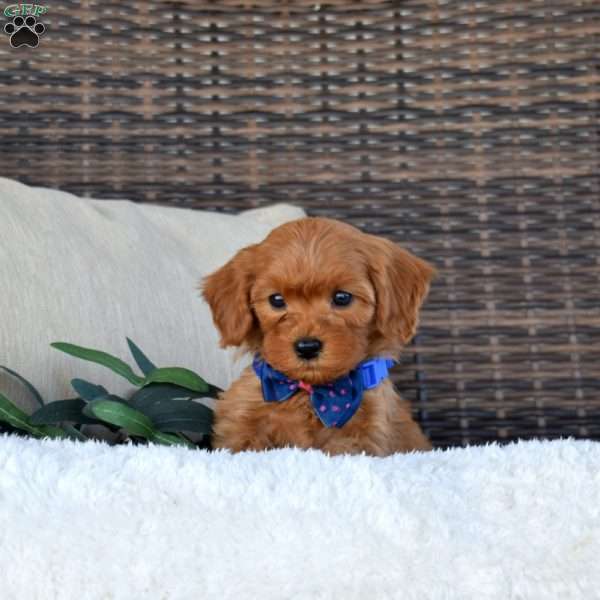 Archie, Cavapoo Puppy