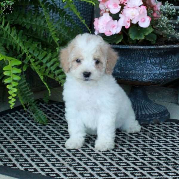 Archie, Bich-Poo Puppy