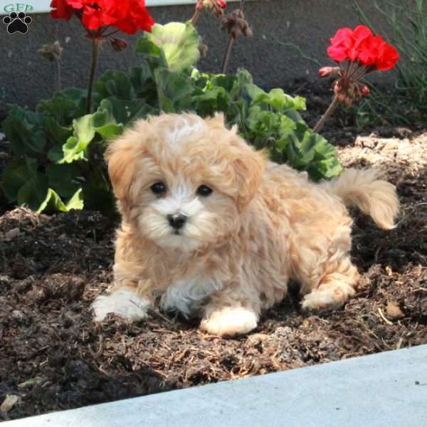 Archie, Maltipoo Puppy