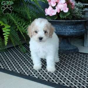 Archie, Bich-Poo Puppy