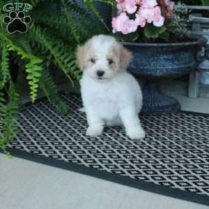 Archie, Bich-Poo Puppy