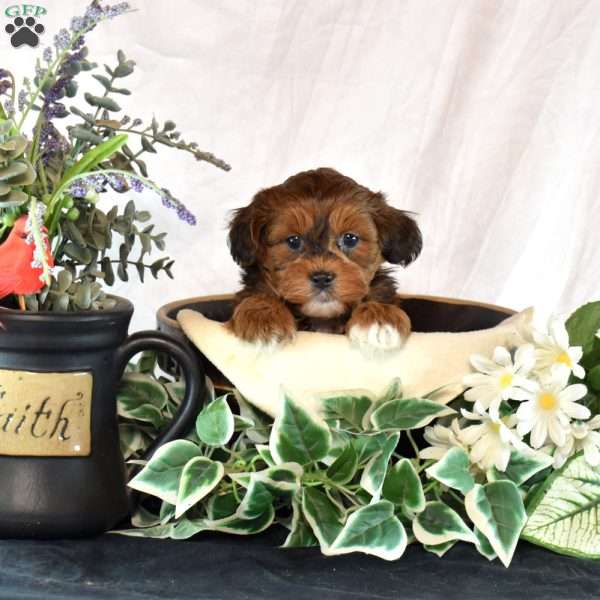 Ariel, Shih-Poo Puppy