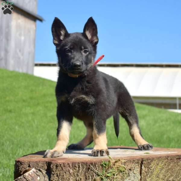 Ariel, German Shepherd Puppy