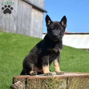 Ariel, German Shepherd Puppy