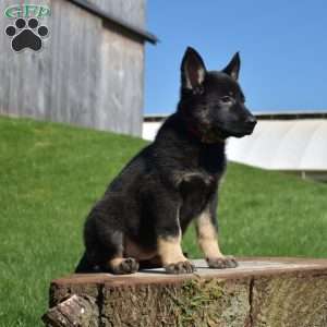Ariel, German Shepherd Puppy