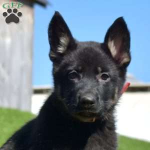 Ariel, German Shepherd Puppy