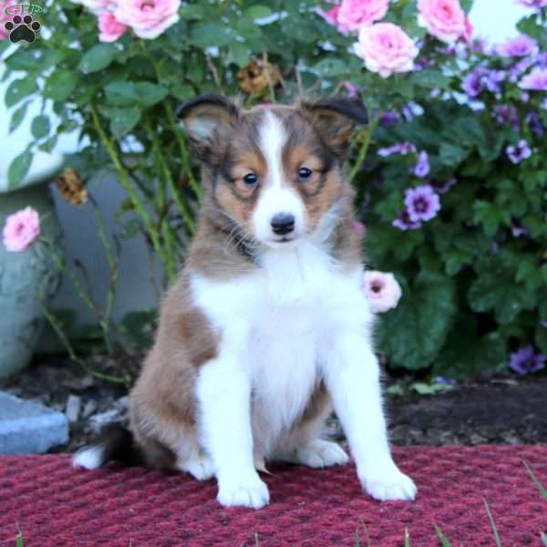 Arnie, Sheltie Puppy