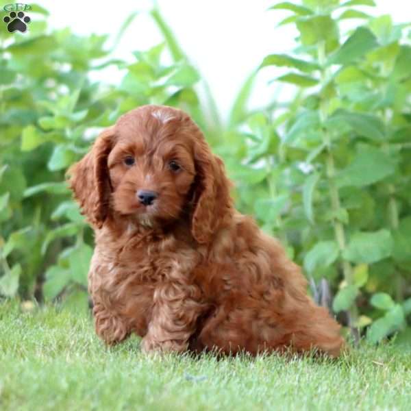 Arnie, Cockapoo Puppy
