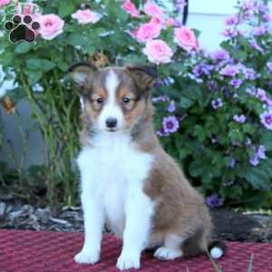Arnie, Sheltie Puppy