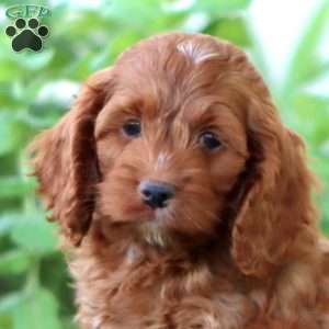 Arnie, Cockapoo Puppy