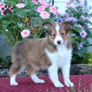 Arnie, Sheltie Puppy