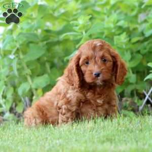 Arnie, Cockapoo Puppy