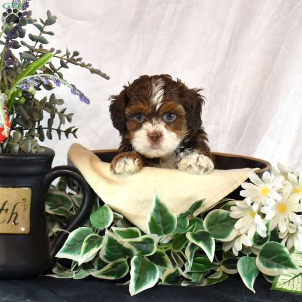 Arthur, Shih-Poo Puppy