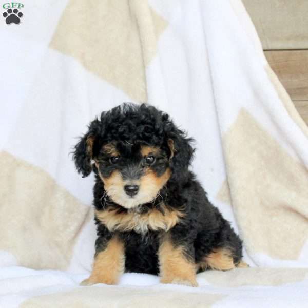 Arwen, Miniature Poodle Puppy