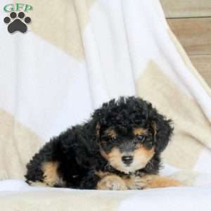 Arwen, Miniature Poodle Puppy