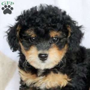 Arwen, Miniature Poodle Puppy