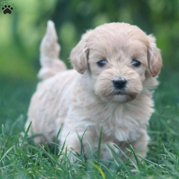 Asha, Mini Goldendoodle Puppy