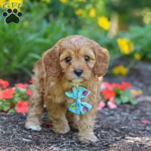 Asher, Cavapoo Puppy