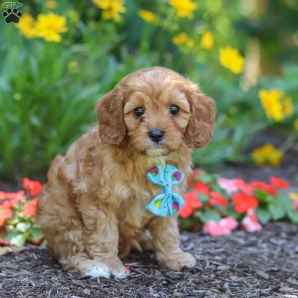 Asher, Cavapoo Puppy