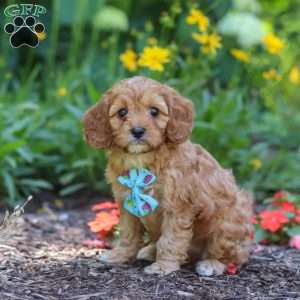 Asher, Cavapoo Puppy
