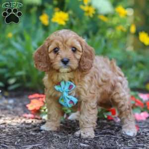 Asher, Cavapoo Puppy