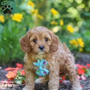 Asher, Cavapoo Puppy