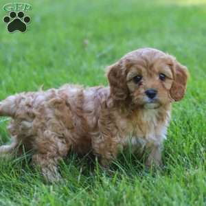 Asher, Cavapoo Puppy