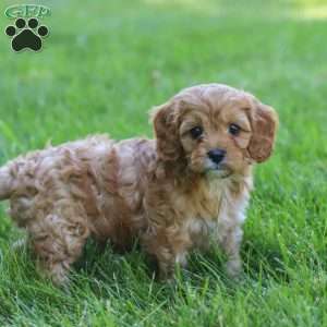 Asher, Cavapoo Puppy