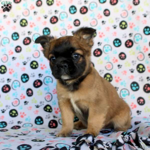 Asher, French Bulldog Puppy