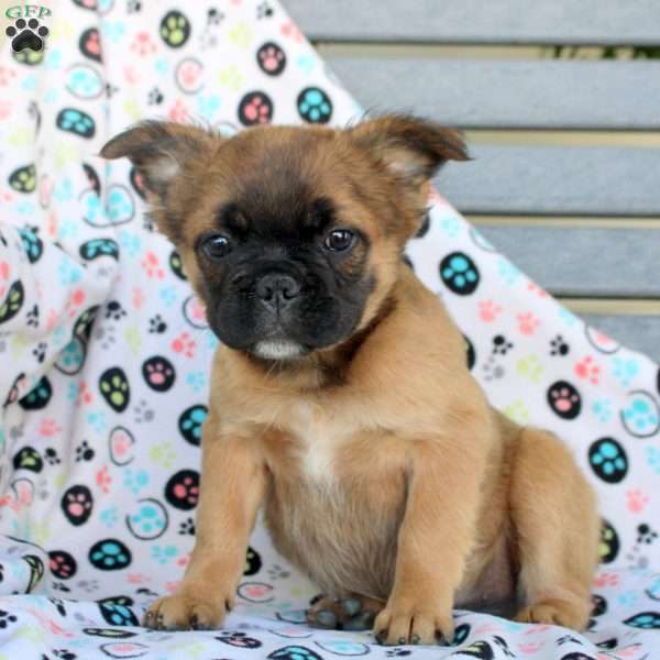 Asher, French Bulldog Puppy