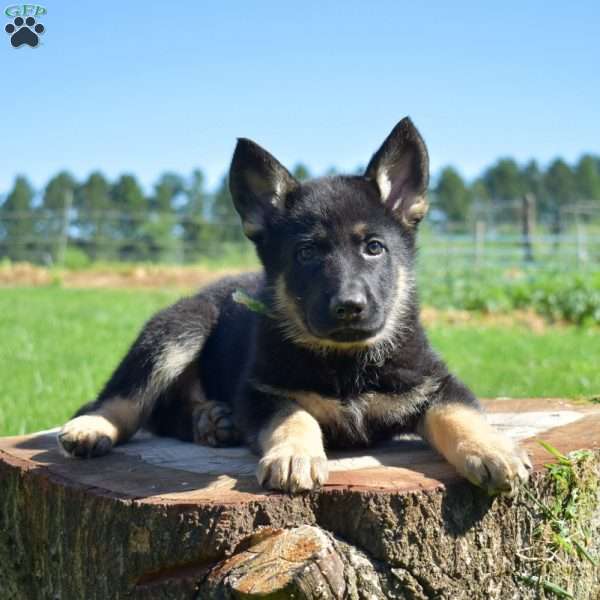 Asher, German Shepherd Puppy