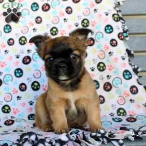 Asher, French Bulldog Puppy