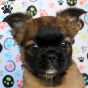 Asher, French Bulldog Puppy