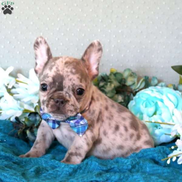 Asher, French Bulldog Puppy