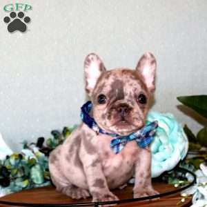 Asher, French Bulldog Puppy