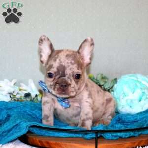 Asher, French Bulldog Puppy