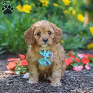 Asher, Cavapoo Puppy