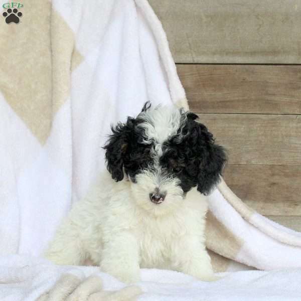 Ashley, Miniature Poodle Puppy