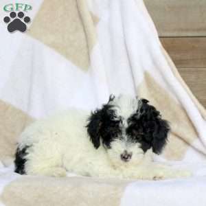 Ashley, Miniature Poodle Puppy