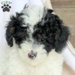 Ashley, Miniature Poodle Puppy
