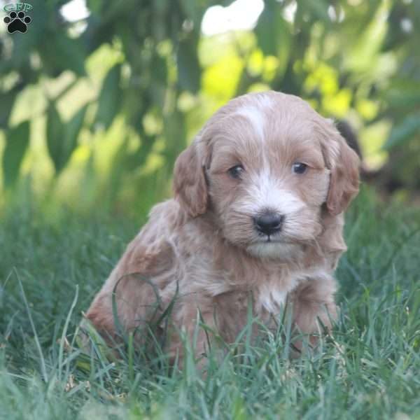 Ashton, Mini Goldendoodle Puppy
