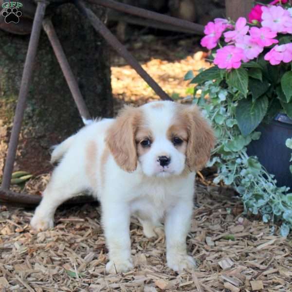 Aspen, Cavalier King Charles Mix Puppy