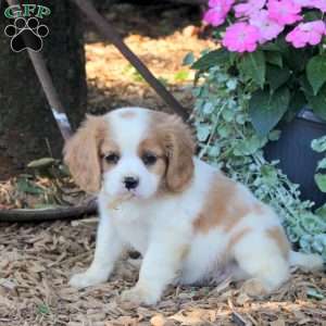 Aspen, Cavalier King Charles Mix Puppy