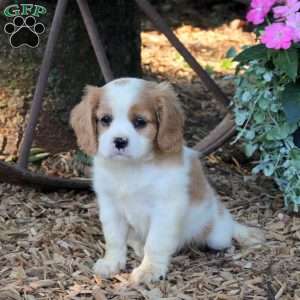 Aspen, Cavalier King Charles Mix Puppy